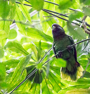 Imperial Parrot, Dominica.